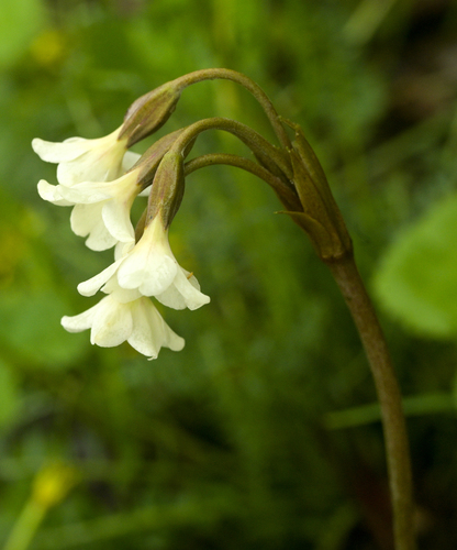 Primula reticulata
