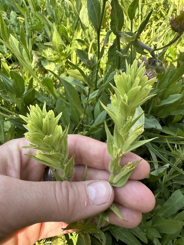 Image of Castilleja chrysantha by no rights reserved