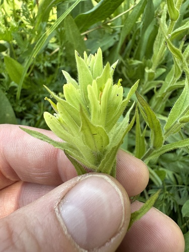 Image of Castilleja chrysantha by no rights reserved