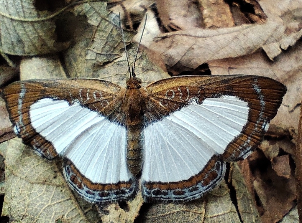 Synargis calyce