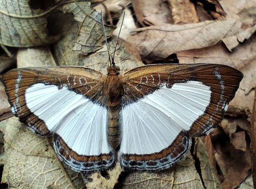 Synargis calyce