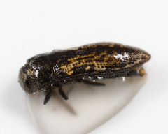 Acmaeodera neglecta neoneglecta