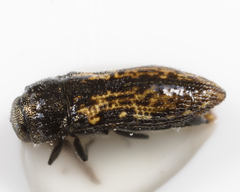Acmaeodera neglecta neoneglecta