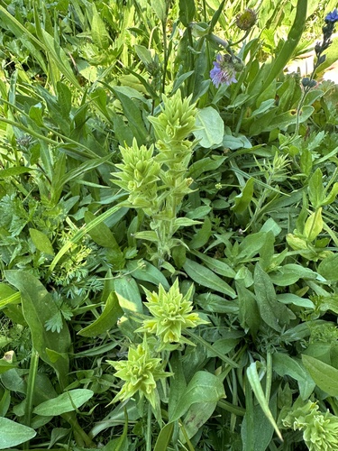 Image of Castilleja chrysantha by no rights reserved