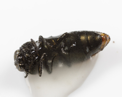 Acmaeodera neglecta neoneglecta