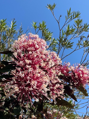 Clerodendrum quadriloculare