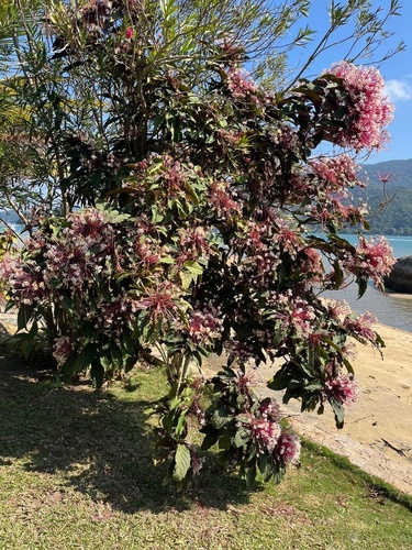 Clerodendrum quadriloculare