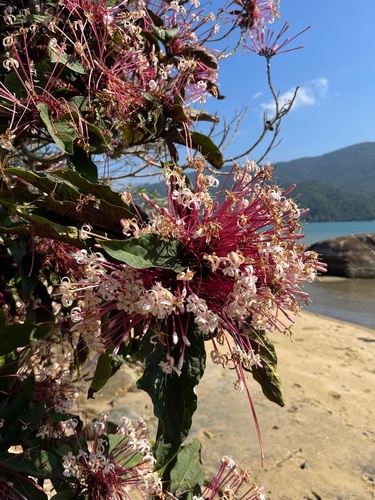 Clerodendrum quadriloculare