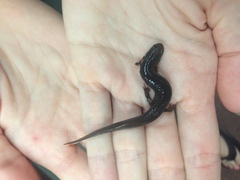 Desmognathus auriculatus