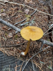 Pluteus leoninus
