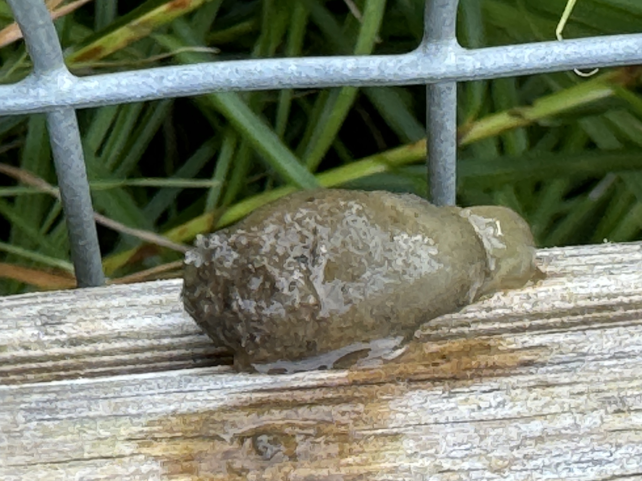 Molgula manhattensis (De Kay, 1843)
