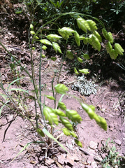 Bromus briziformis