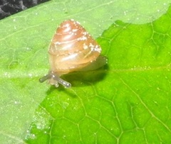 Trochochlamys crenulata