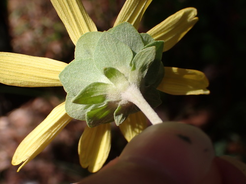 Image of Berlandiera pumila by (c) elik03, some rights reserved (CC BY)