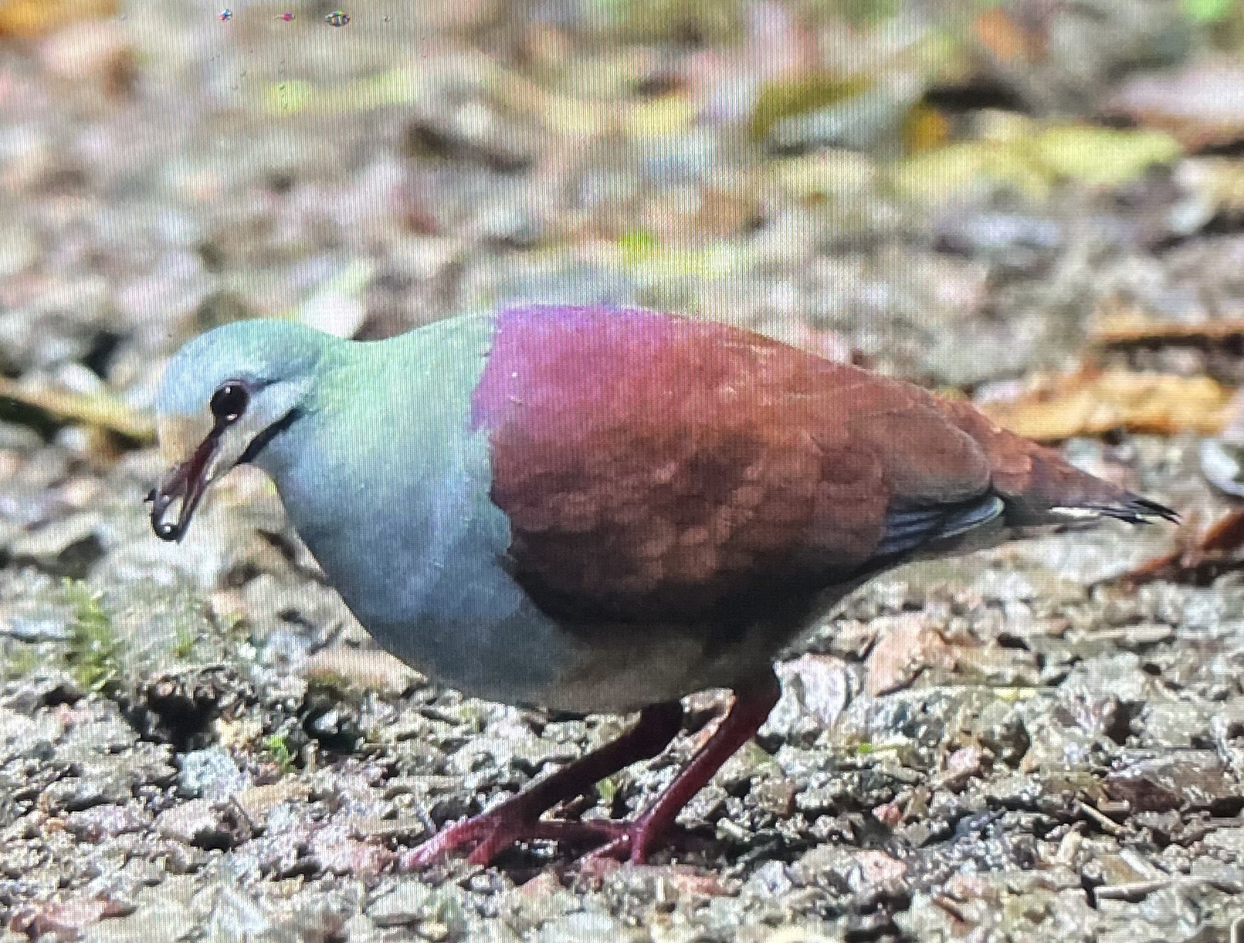 Buff-fronted Quail-Dove (Zentrygon costaricensis), photo 10