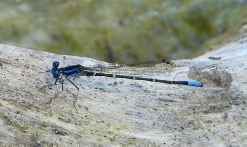 Blue-ringed Dancer photo 5