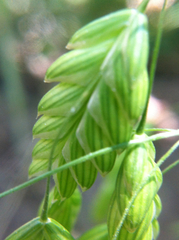 Bromus briziformis