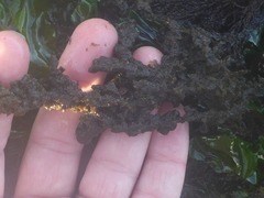 Callithamnion pikeanum