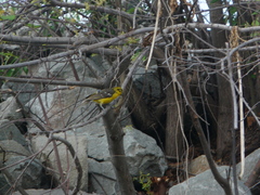 Pheucticus chrysopeplus