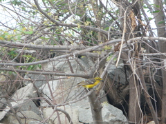 Pheucticus chrysopeplus