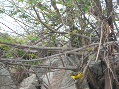 Pheucticus chrysopeplus