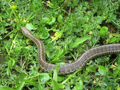 Thamnophis scalaris