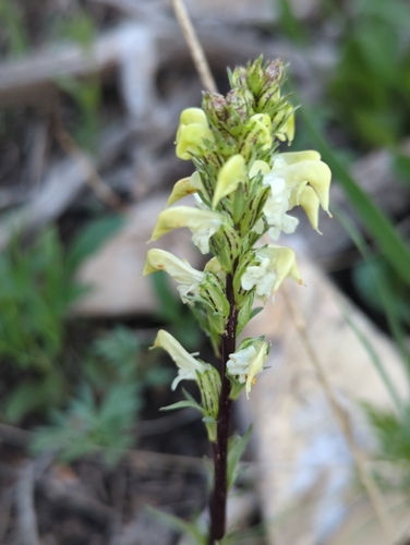 Image of Pedicularis parryi by (c) Tom Field, some rights reserved (CC BY)