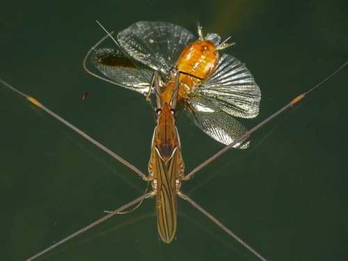 Gerridi