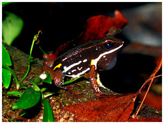 Brilliant-Thighed Poison Frog photo 5