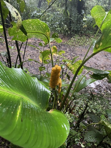Image of Calathea crotalifera by (c) tomas_kay, some rights reserved (CC BY)