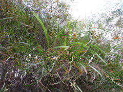 Acacia acuminata
