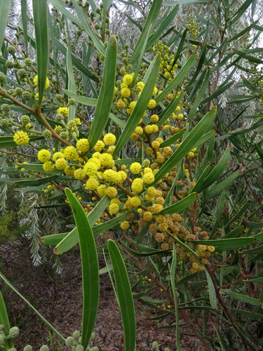Acacia beckleri