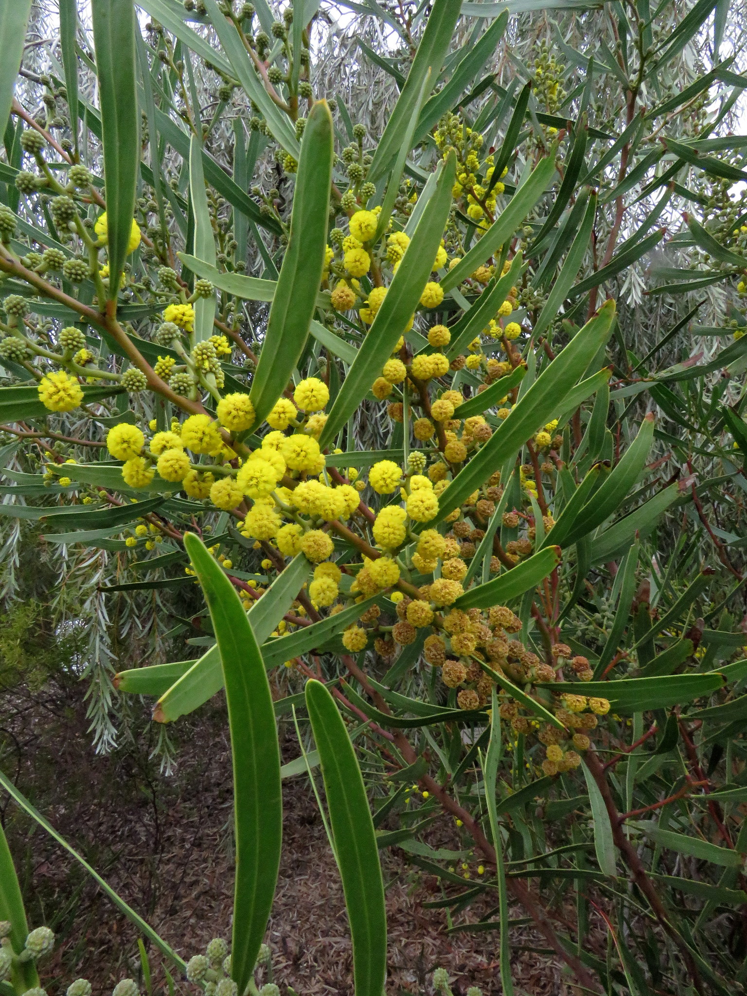 Acacia beckleri
