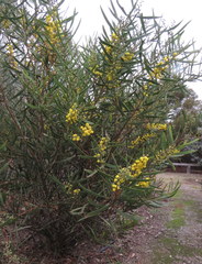 Acacia beckleri