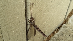 Ascaloptynx appendiculata