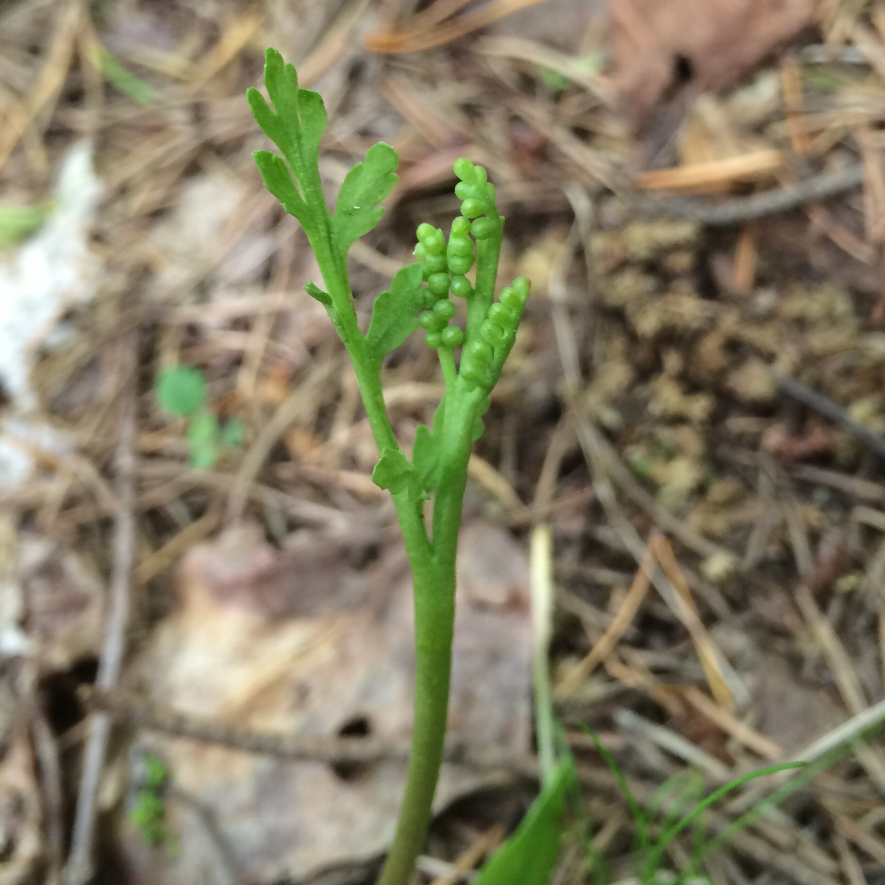 Botrychium acuminatum