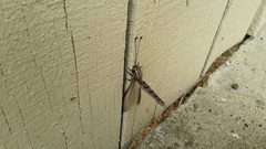 Ascaloptynx appendiculata