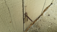 Ascaloptynx appendiculata