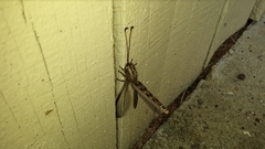 Ascaloptynx appendiculata