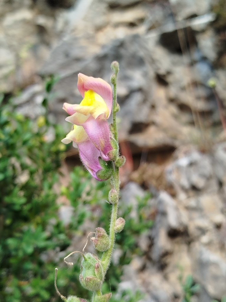Snapdragon plants flowering in a garden bed