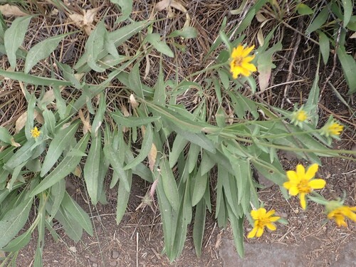 Image of Helianthella californica by no rights reserved