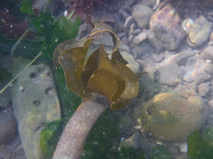 Laminaria setchellii