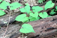 Fallopia cilinodis