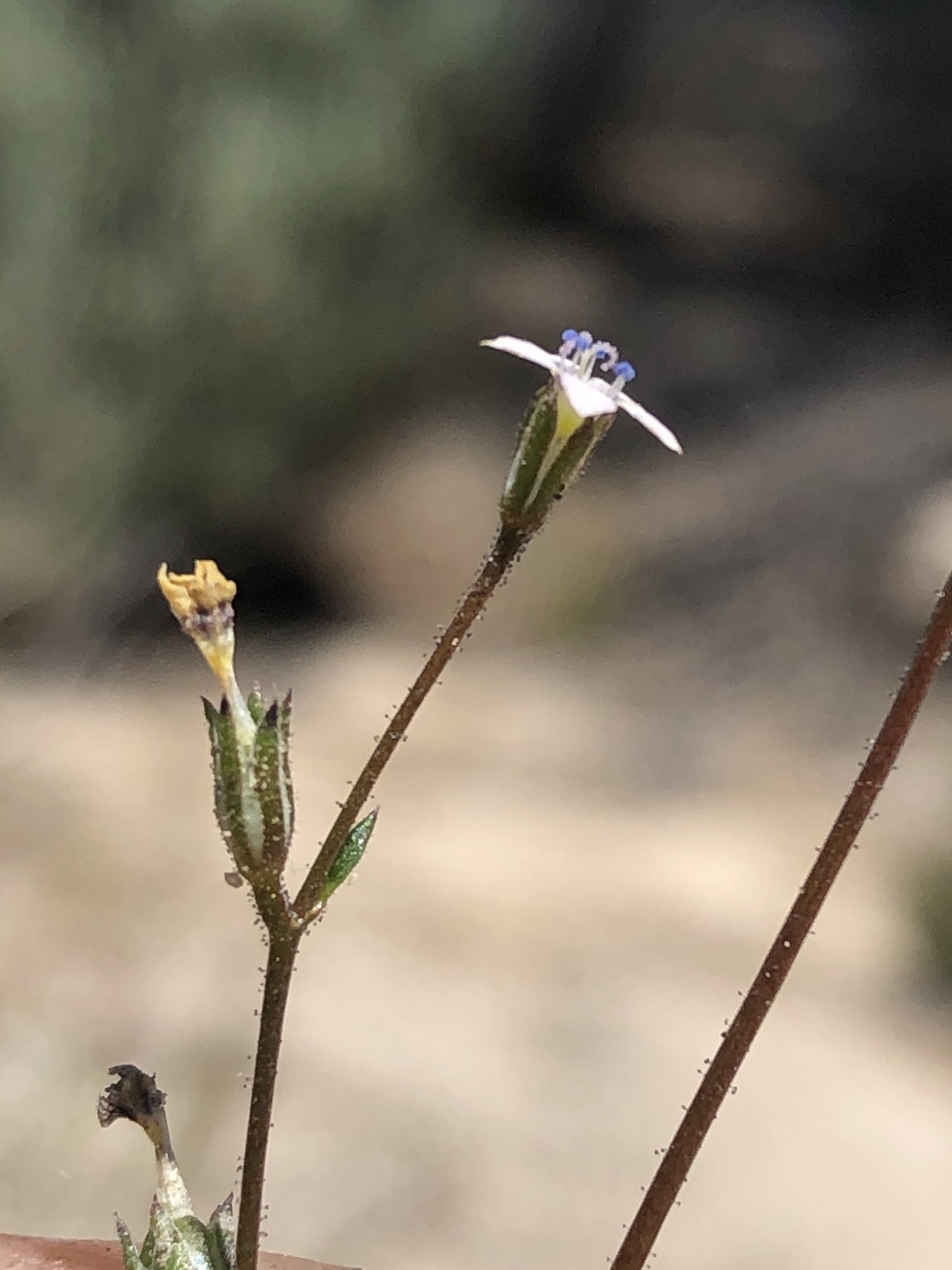 Gilia mexicana