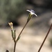 Gilia mexicana - Photo 由 jrebman 所上傳的 (c) jrebman，保留部份權利CC BY-NC