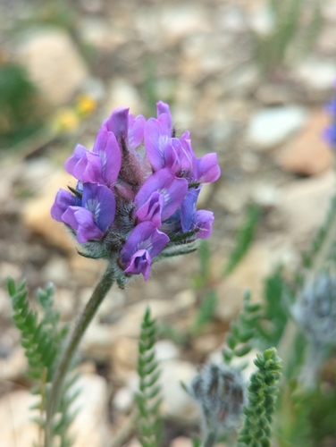 Image of Oxytropis borealis by (c) Tom Field, some rights reserved (CC BY)
