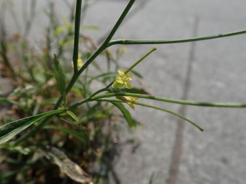 Indian hedgemustard (Sisymbrium orientale)