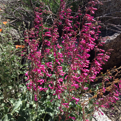 Penstemon clevelandii clevelandii