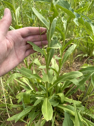 Image of Hymenoxys hoopesii by no rights reserved