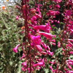 Penstemon clevelandii clevelandii